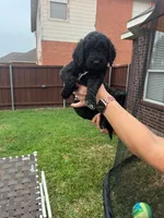 Orange Collar, a female Goldendoodle for sale in Allen, TX – 4 of 10