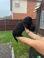 Orange Collar, a female Goldendoodle for sale in Allen, TX – 9 of 10