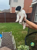 Spotted Panda, a male Goldendoodle for sale in Allen, TX – 2 of 5