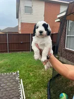 Goliath, a male Goldendoodle for sale in Allen, TX – 3 of 8