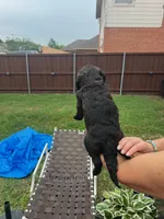 Sable, a female Goldendoodle for sale in Allen, TX – 6 of 10