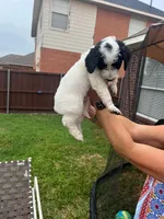 Spotted Panda, a male Goldendoodle for sale in Allen, TX – 4 of 5