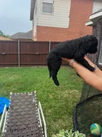 Sable, a female Goldendoodle for sale in Allen, TX – 3 of 10