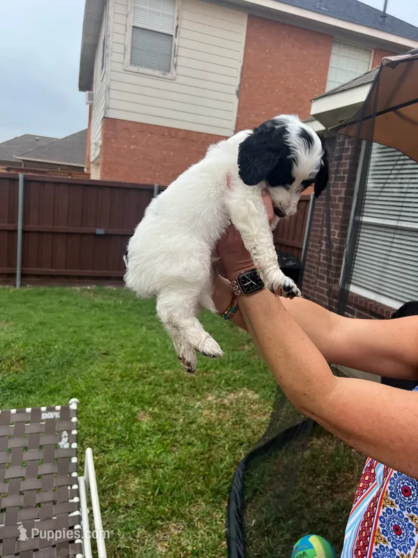 Spotted Panda – Goldendoodle puppy for sale in Allen, TX