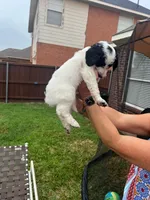Spotted Panda, a male Goldendoodle for sale in Allen, TX – 1 of 5