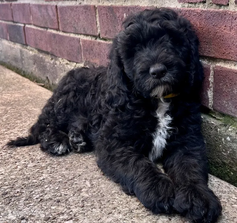 Panther - Ready for Pickup Weekend of June 19th – Goldendoodle puppy for sale in Allen, TX