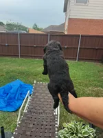 Sable, a female Goldendoodle for sale in Allen, TX – 7 of 10