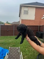 Sable, a female Goldendoodle for sale in Allen, TX – 2 of 10