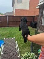 Faith, a male Goldendoodle for sale in Allen, TX – 8 of 9