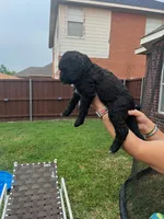Faith, a male Goldendoodle for sale in Allen, TX – 7 of 9