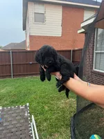 Orange Collar, a female Goldendoodle for sale in Allen, TX – 3 of 10