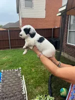 Goliath, a male Goldendoodle for sale in Allen, TX – 2 of 8