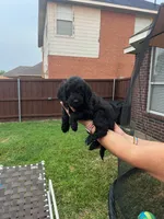 Orange Collar, a female Goldendoodle for sale in Allen, TX – 8 of 10