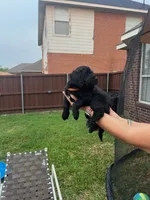 Orange Collar, a female Goldendoodle for sale in Allen, TX – 5 of 10