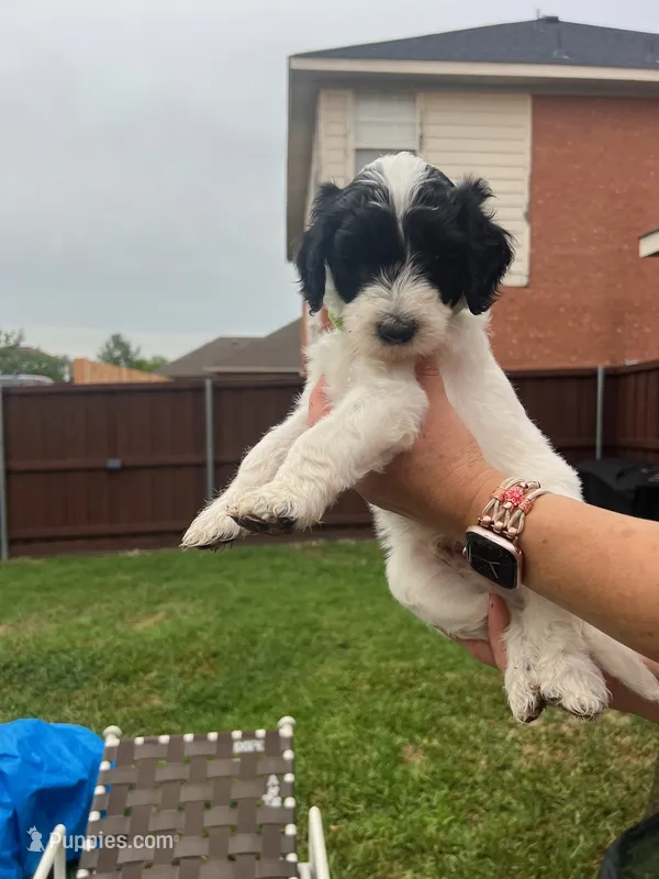 Zorro – Goldendoodle puppy for sale in Allen, TX