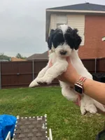 Zorro, a male Goldendoodle for sale in Allen, TX – 1 of 7