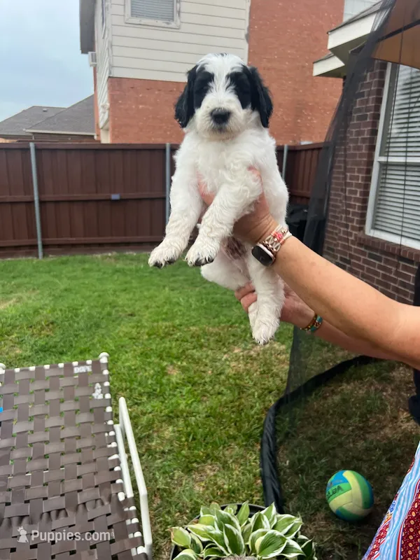 Spotted Panda - Ready for Pickup Weekend of June 19th – Goldendoodle puppy for sale in Allen, TX