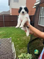 Spotted Panda, a male Goldendoodle for sale in Allen, TX – 3 of 5