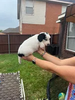 Goliath, a male Goldendoodle for sale in Allen, TX – 6 of 8