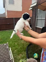 Zorro, a male Goldendoodle for sale in Allen, TX – 7 of 7