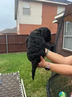 Yellow Collar, a female Goldendoodle for sale in Allen, TX – 7 of 9