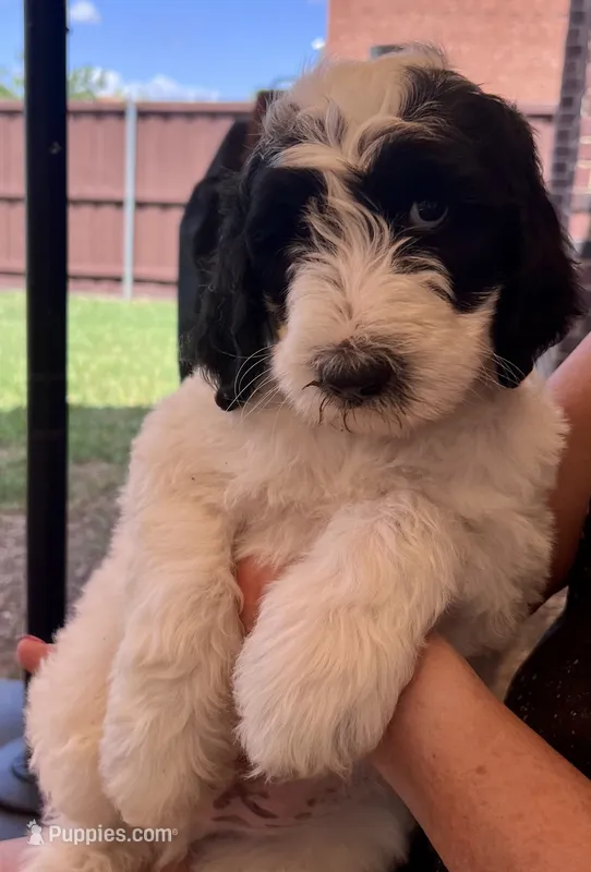 Original Panda - Ready for Pickup Weekend of June 19th – Goldendoodle puppy for sale in Allen, TX