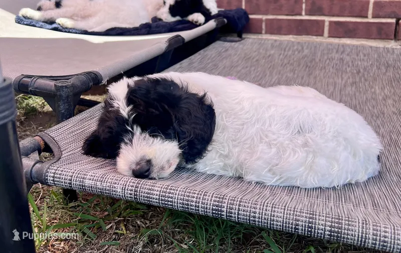 Zorro - Ready for Pickup Weekend of June 19th – Goldendoodle puppy for sale in Allen, TX