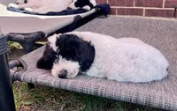 Zorro - Ready for Pickup Weekend of June 19th, a male Goldendoodle for sale in Allen, TX – 1 of 8