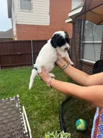 Zorro, a male Goldendoodle for sale in Allen, TX – 5 of 7