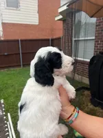 Original Panda, a male Goldendoodle for sale in Allen, TX – 3 of 5