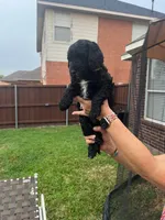Yellow Collar, a female Goldendoodle for sale in Allen, TX – 6 of 9