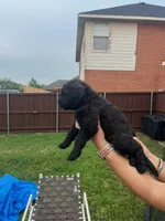 Sable, a female Goldendoodle for sale in Allen, TX – 9 of 10
