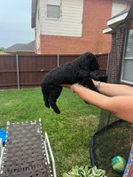 Faith, a male Goldendoodle for sale in Allen, TX – 3 of 9