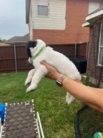 Zorro, a male Goldendoodle for sale in Allen, TX – 3 of 7