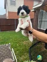 Zorro, a male Goldendoodle for sale in Allen, TX – 6 of 7