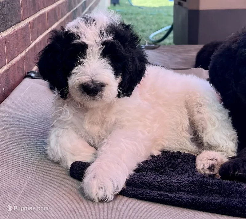 Spotted Panda - Ready for Pickup Weekend of June 19th – Goldendoodle puppy for sale in Allen, TX
