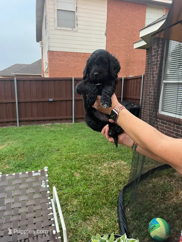 Orange Collar – Goldendoodle puppy for sale in Allen, TX