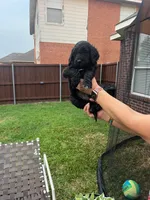 Orange Collar, a female Goldendoodle for sale in Allen, TX – 1 of 10