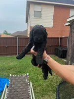 Yellow Collar, a female Goldendoodle for sale in Allen, TX – 5 of 9