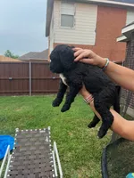 Faith, a male Goldendoodle for sale in Allen, TX – 4 of 9