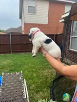 Goliath, a male Goldendoodle for sale in Allen, TX – 7 of 8