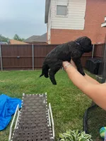 Sable, a female Goldendoodle for sale in Allen, TX – 5 of 10