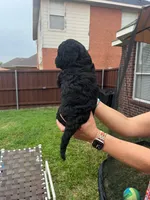 Yellow Collar, a female Goldendoodle for sale in Allen, TX – 9 of 9