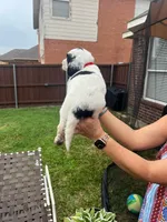 Goliath, a male Goldendoodle for sale in Allen, TX – 4 of 8