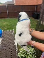 Original Panda, a male Goldendoodle for sale in Allen, TX – 4 of 5