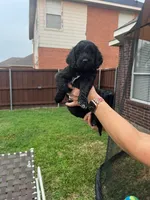 Orange Collar, a female Goldendoodle for sale in Allen, TX – 2 of 10