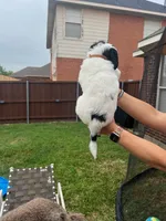 Spotted Panda, a male Goldendoodle for sale in Allen, TX – 5 of 5