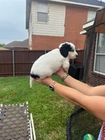Goliath, a male Goldendoodle for sale in Allen, TX – 5 of 8