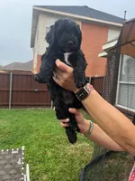 Yellow Collar, a female Goldendoodle for sale in Allen, TX – 1 of 9
