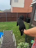 Faith, a male Goldendoodle for sale in Allen, TX – 9 of 9